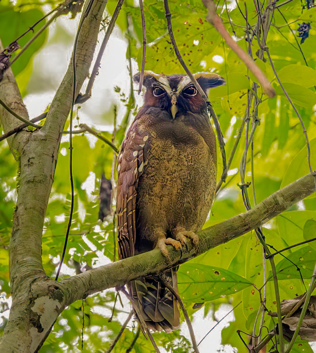 Crested Owl - ML614230171