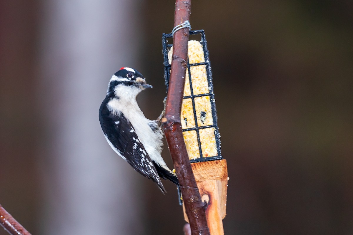 Downy Woodpecker - ML614230223