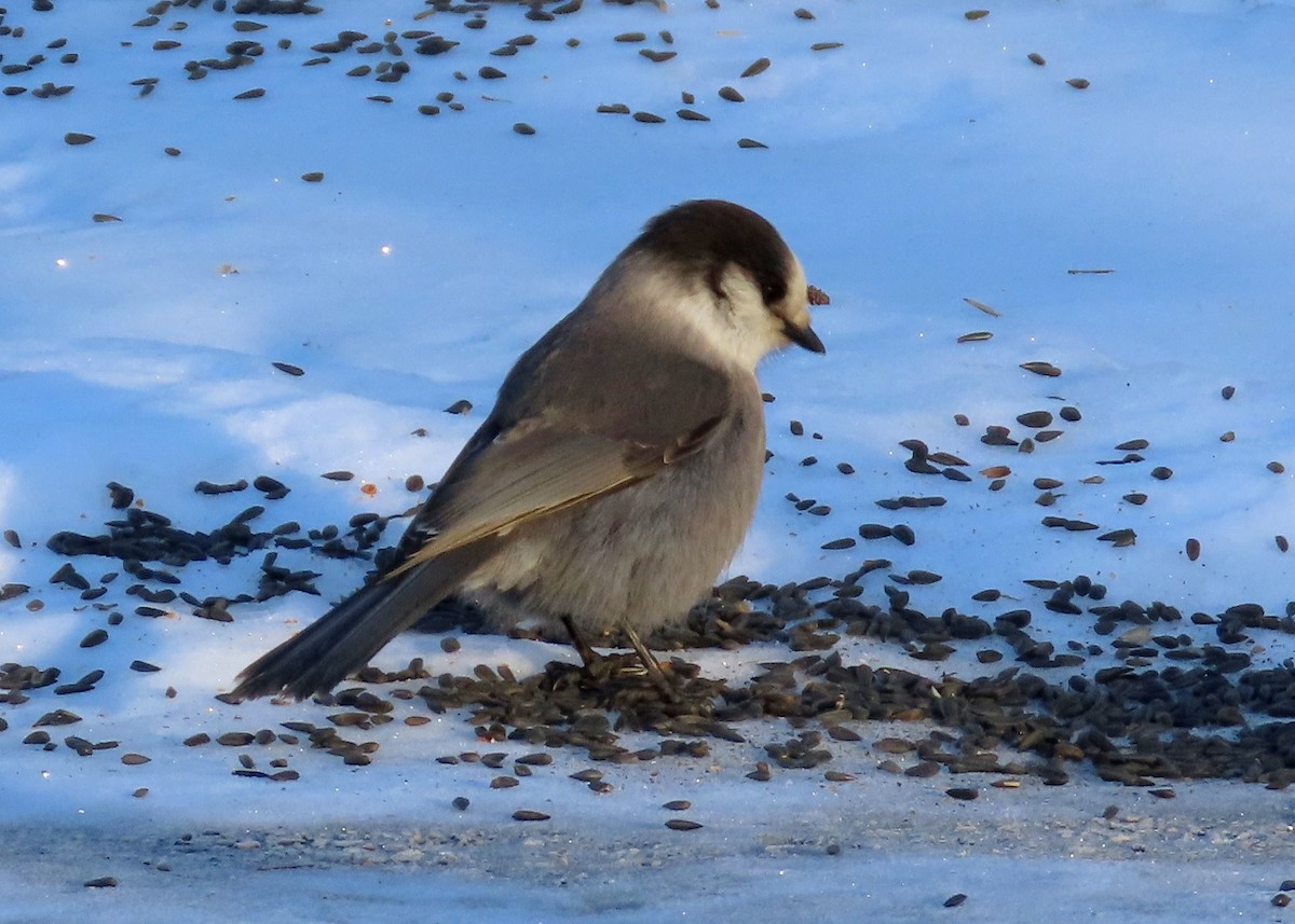 Canada Jay - ML614230252