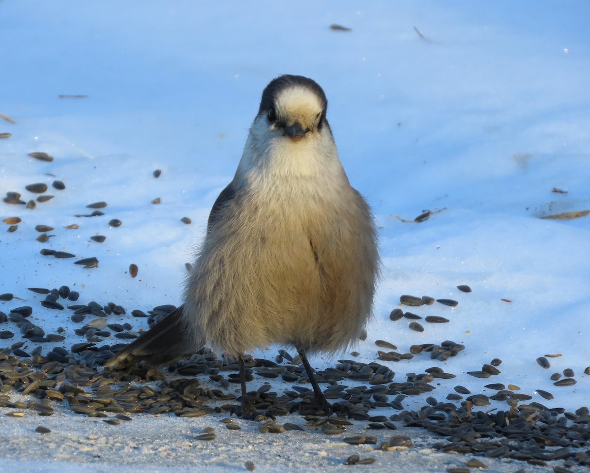 Canada Jay - ML614230256