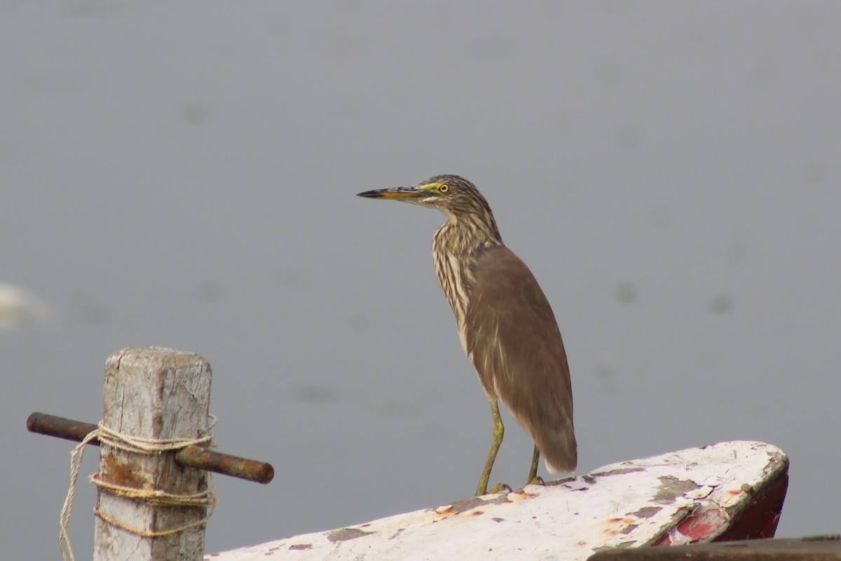 Indian Pond-Heron - ML614230275