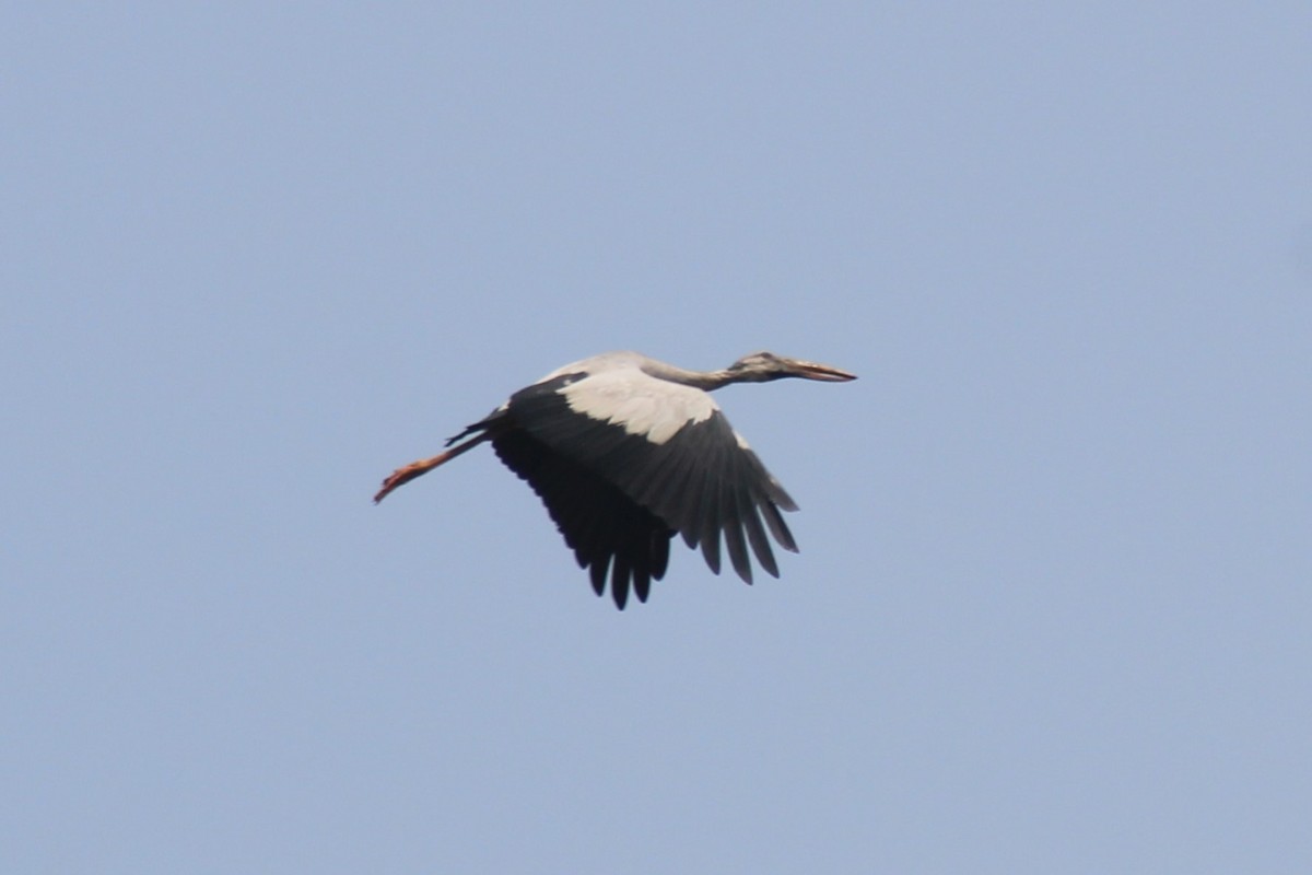 Asian Openbill - ML614230311