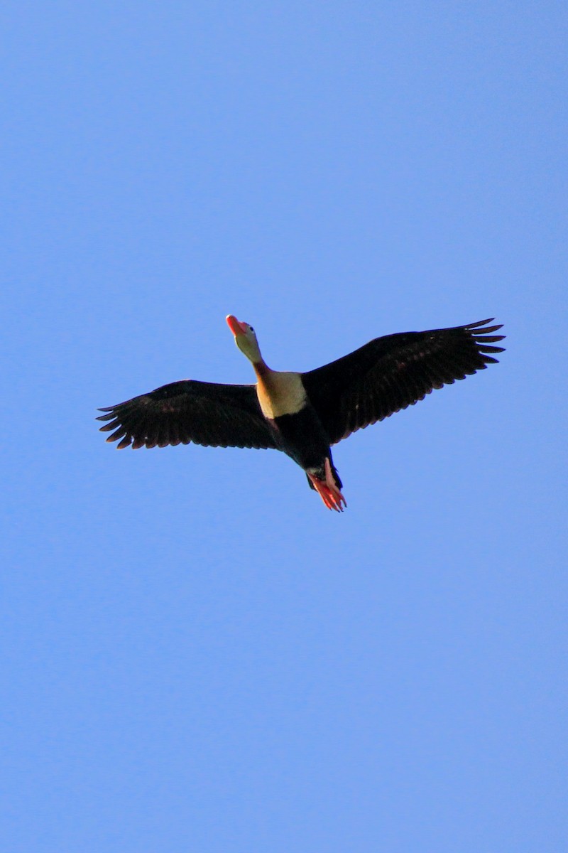 Dendrocygne à ventre noir - ML614230315