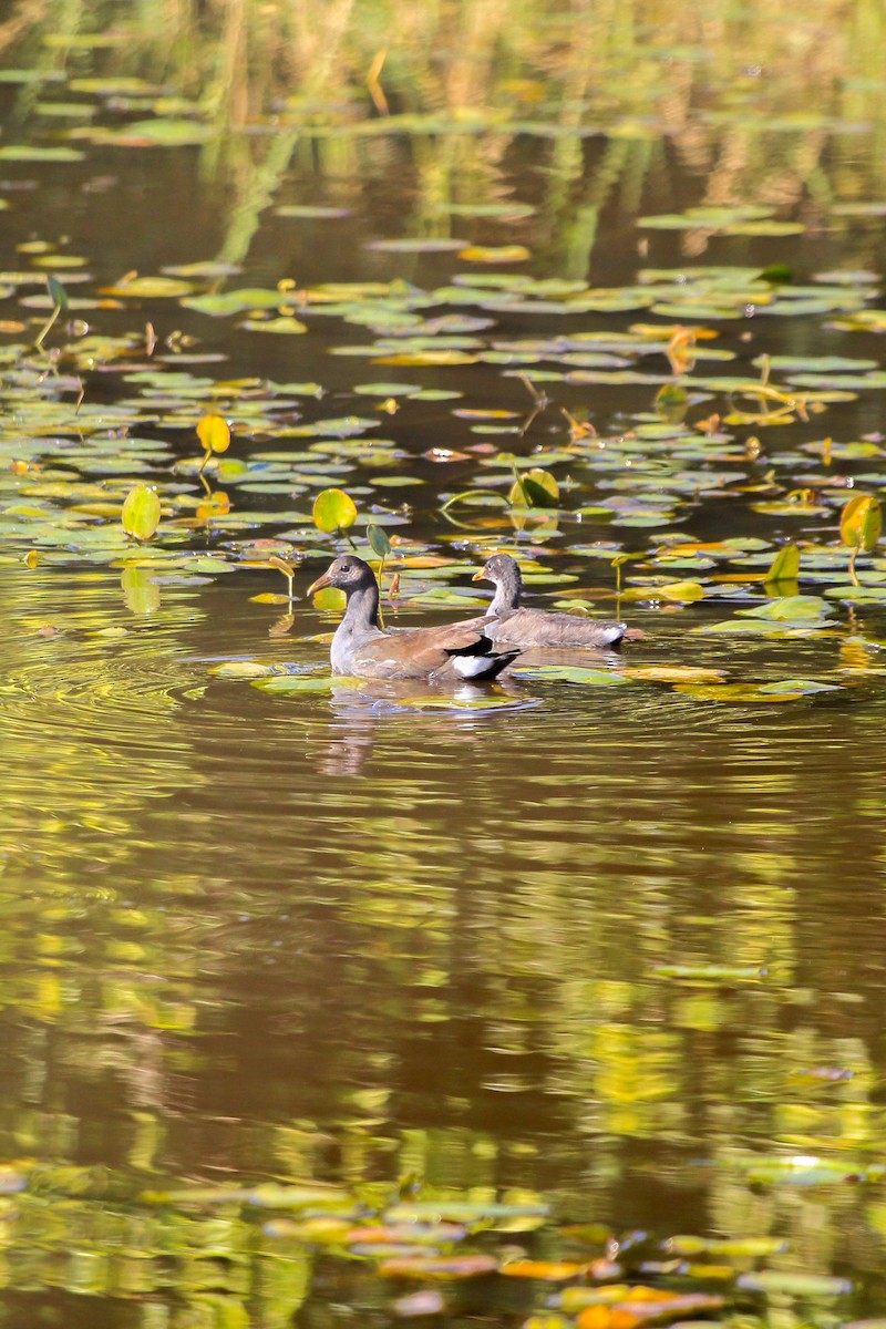 Common Gallinule - ML614230326