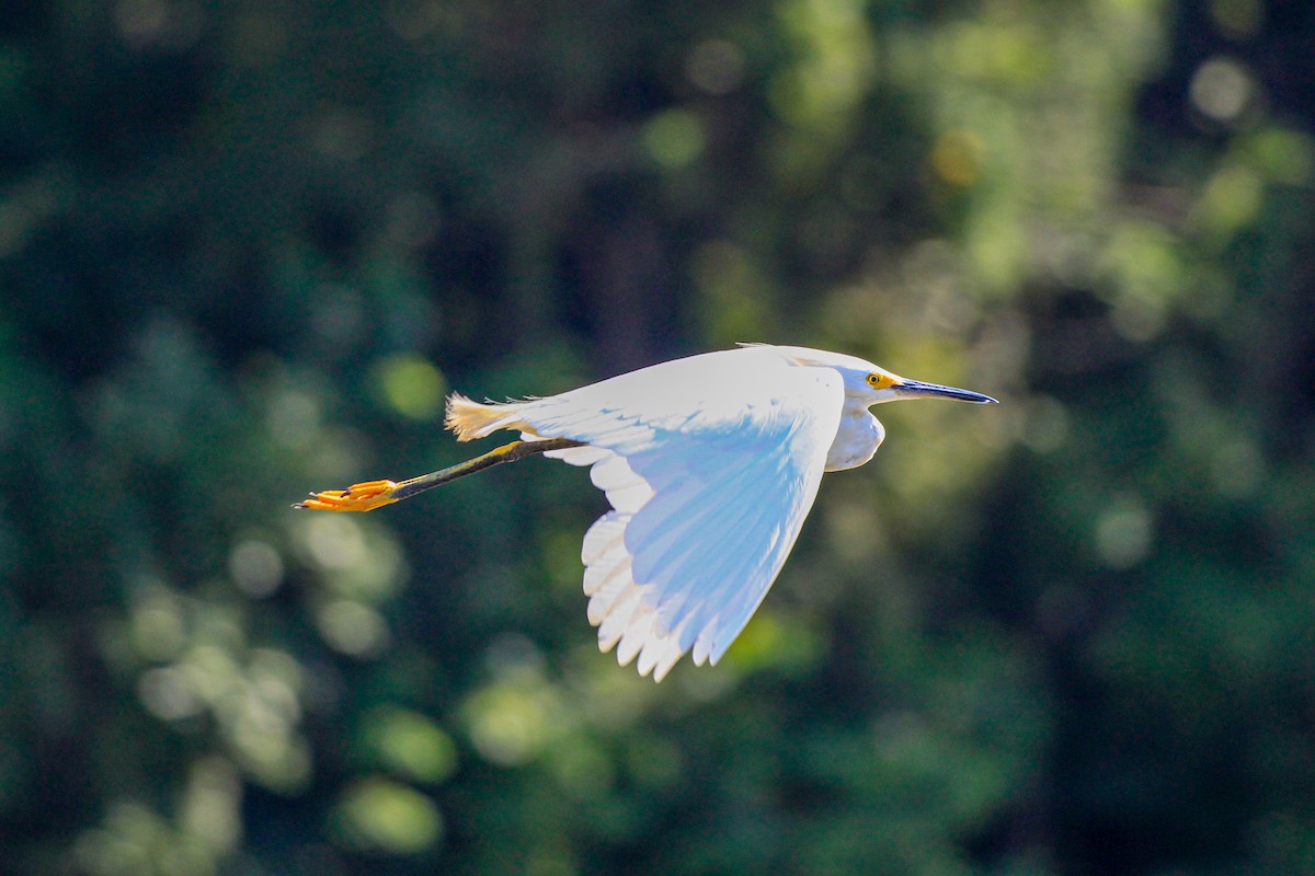 Snowy Egret - ML614230339