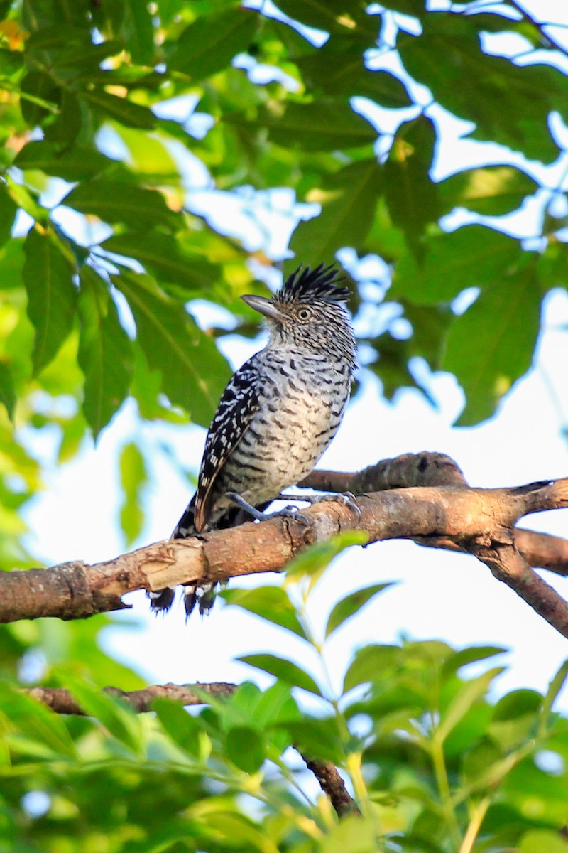 Barred Antshrike (Barred) - ML614230346