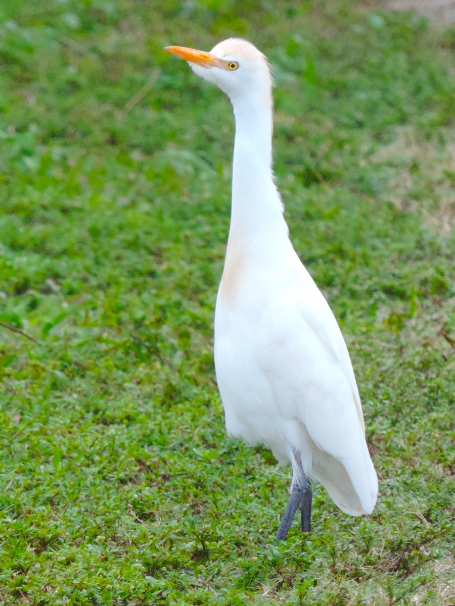 Western Cattle Egret - ML614230347