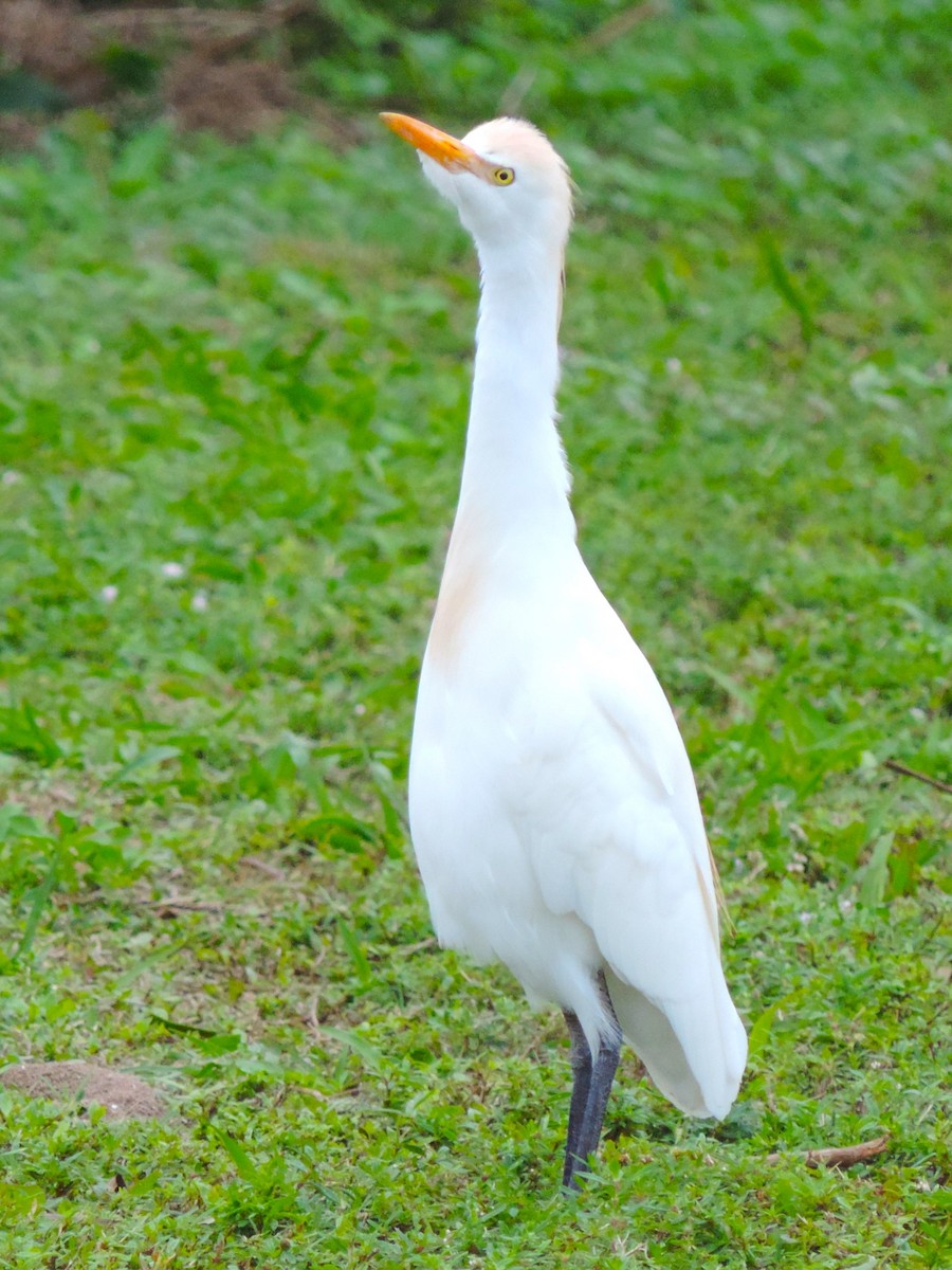 Western Cattle Egret - ML614230348