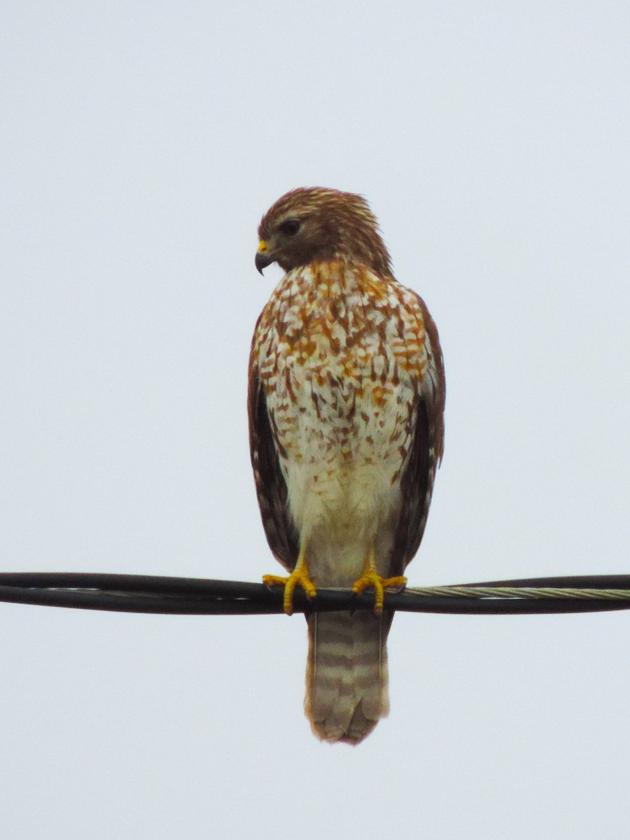 Red-shouldered Hawk - ML614230361