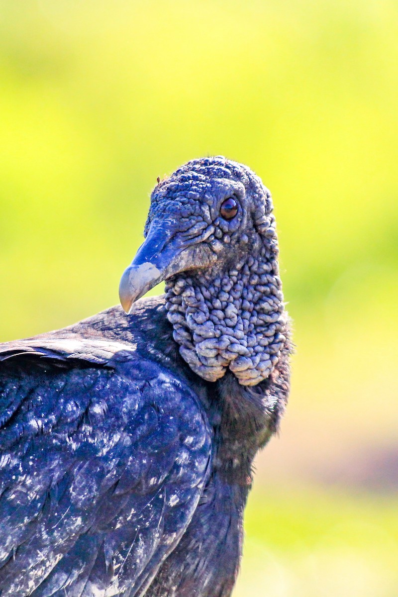 Black Vulture - ML614230367