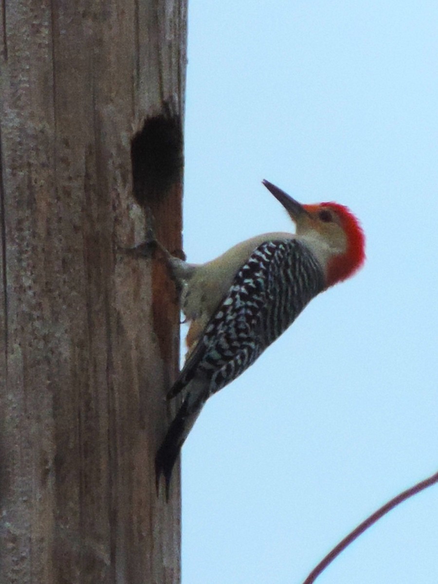 Red-bellied Woodpecker - ML614230368