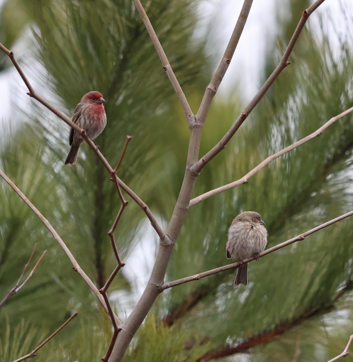 House Finch - ML614230372