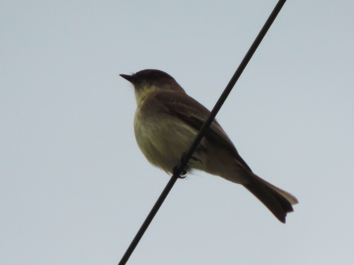 Eastern Phoebe - ML614230373