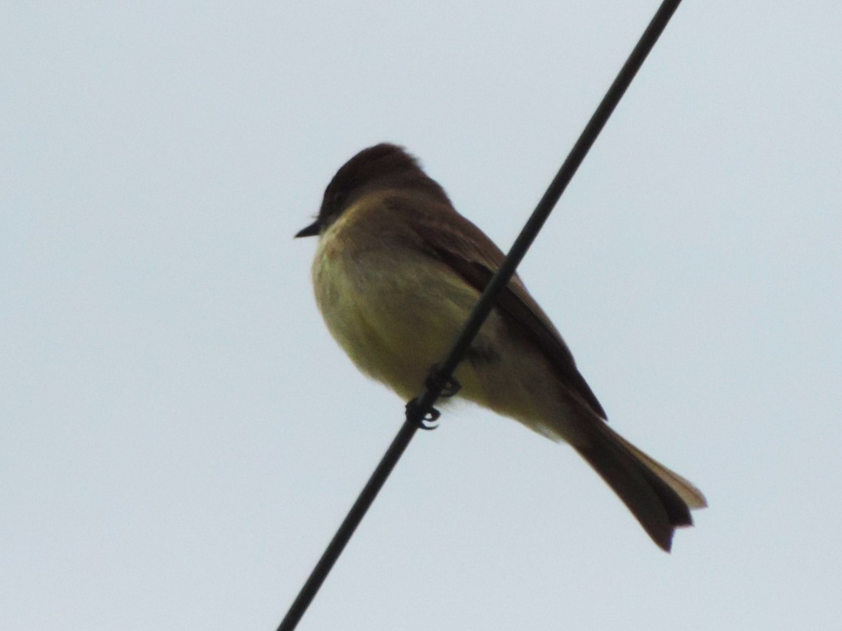 Eastern Phoebe - Kathryn Hyndman