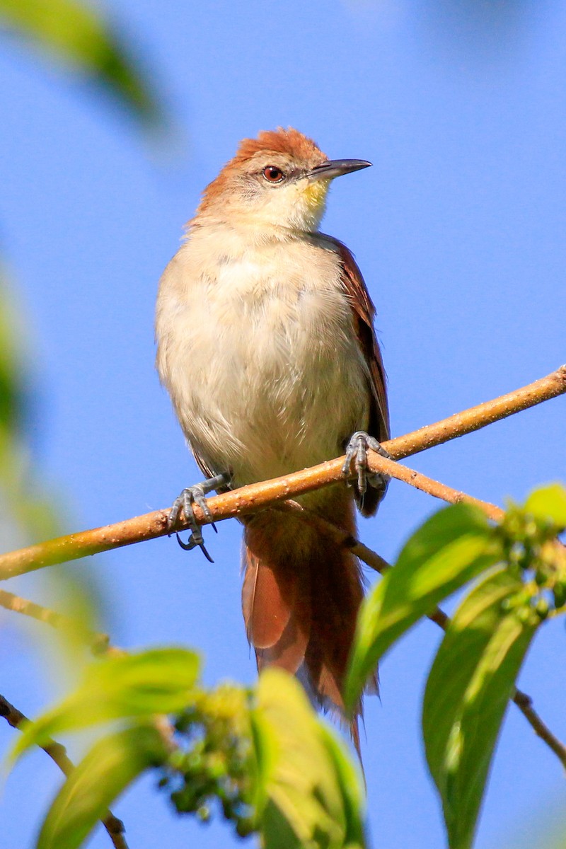 Yellow-chinned Spinetail - ML614230375