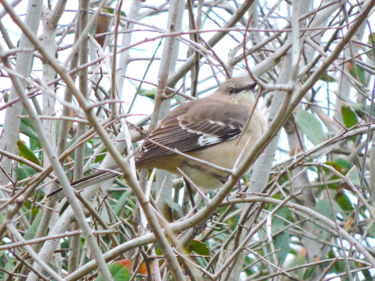 Northern Mockingbird - ML614230378