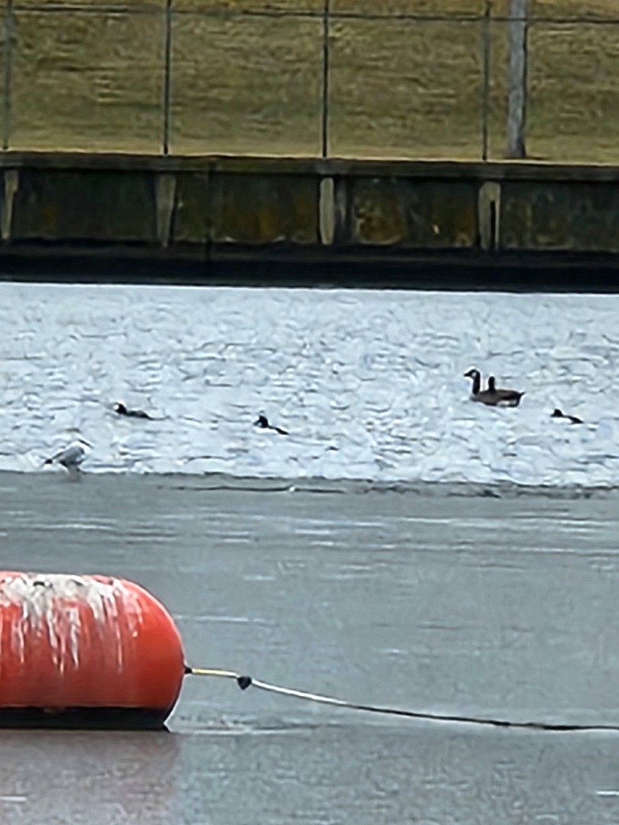 Алаг шунгаач - ML614230423