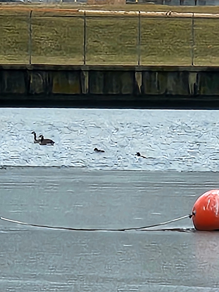 Алаг шунгаач - ML614230424