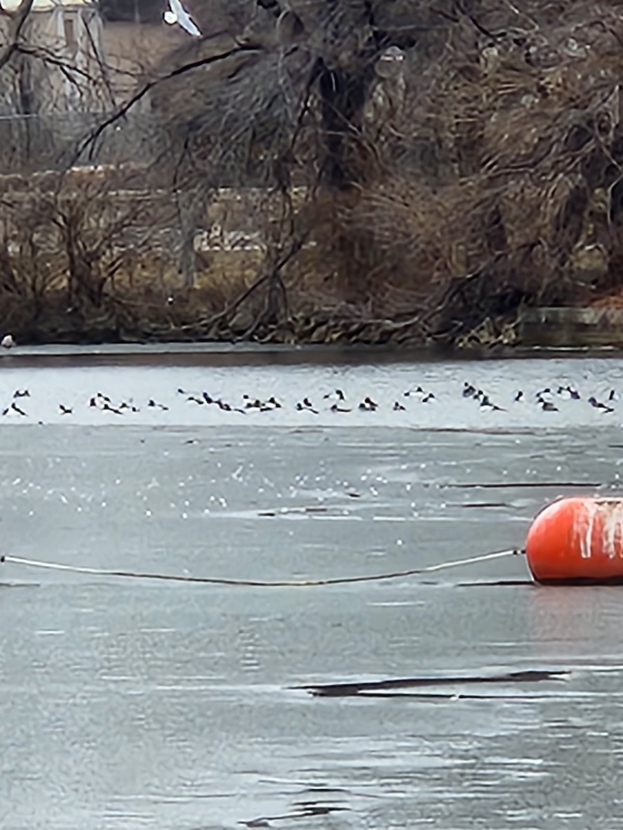 Алаг шунгаач - ML614230425