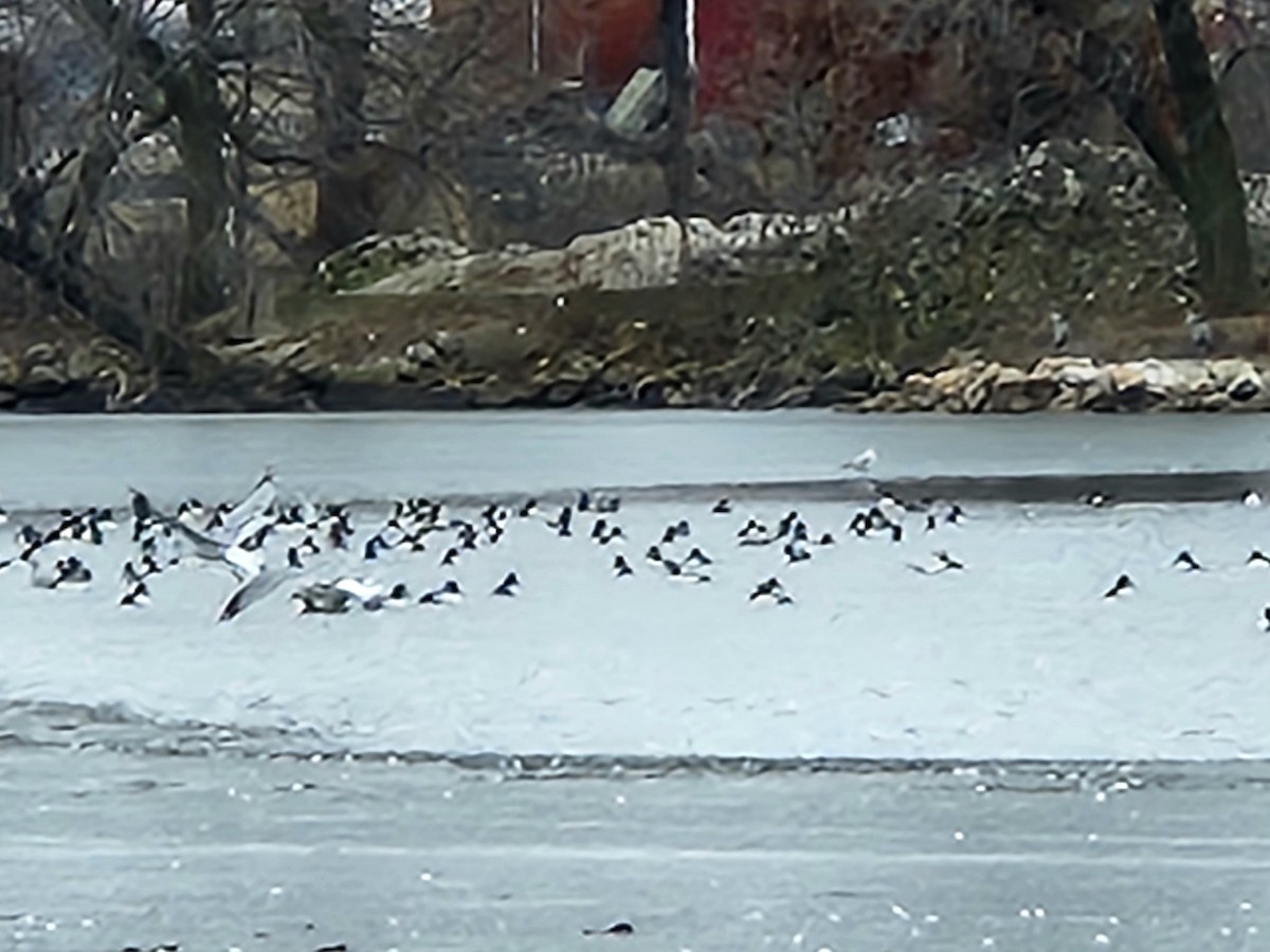 Алаг шунгаач - ML614230426