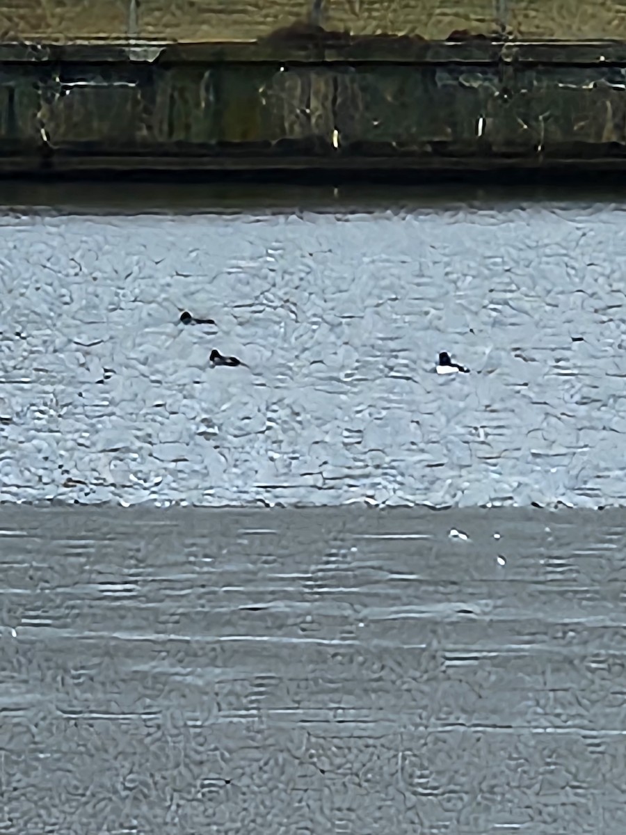 Алаг шунгаач - ML614230428