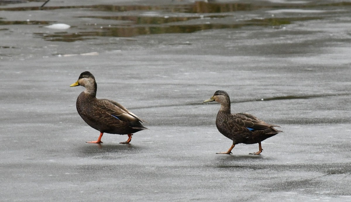 American Black Duck - ML614230455