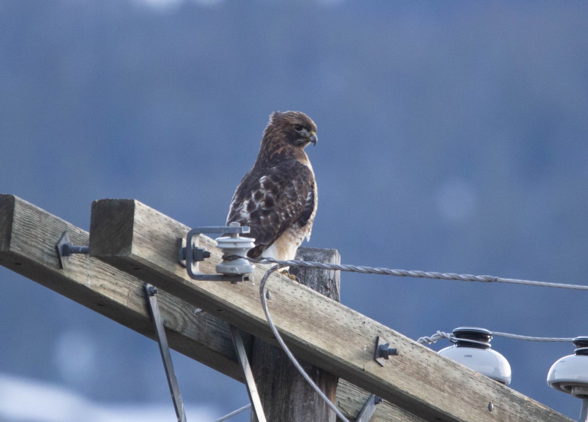 Red-tailed Hawk - ML614230461