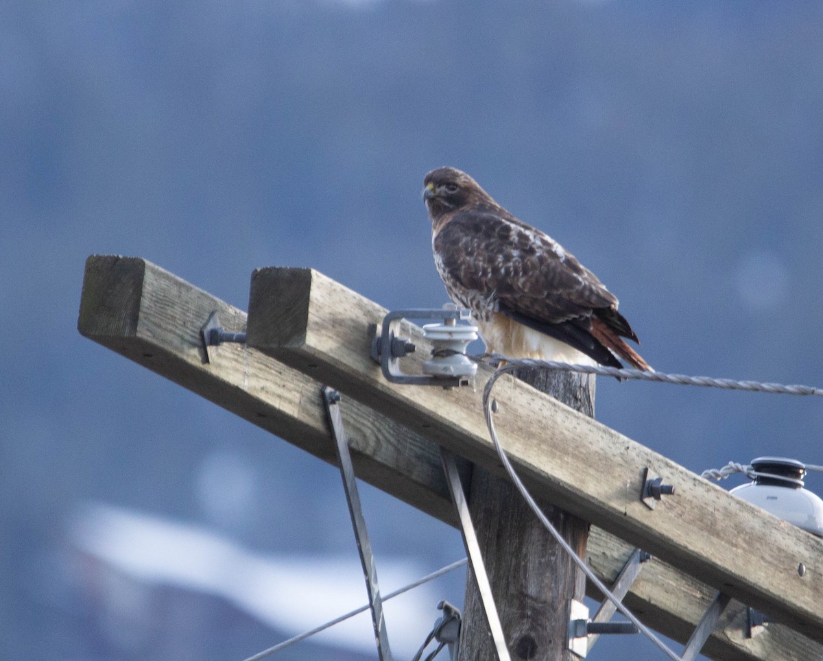 Red-tailed Hawk - ML614230523