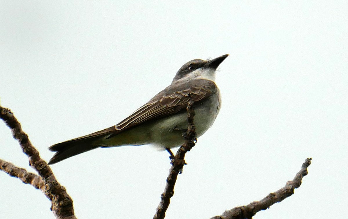 Gray Kingbird - ML614230553