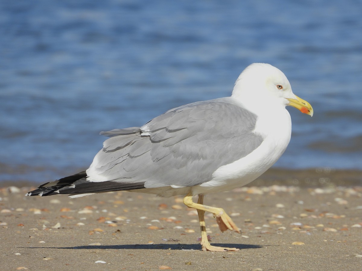 Yellow-legged Gull - ML614230569