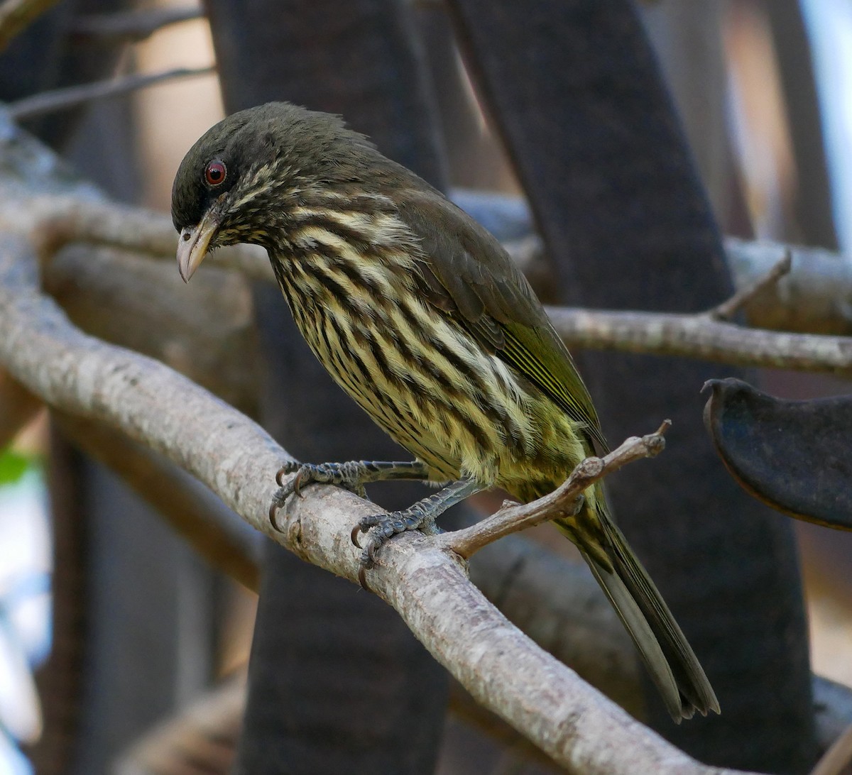 Palmchat - ML614230573