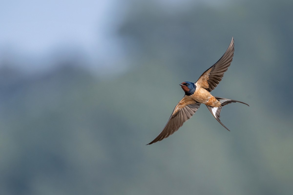 Barn Swallow - Deepak Budhathoki 🦉