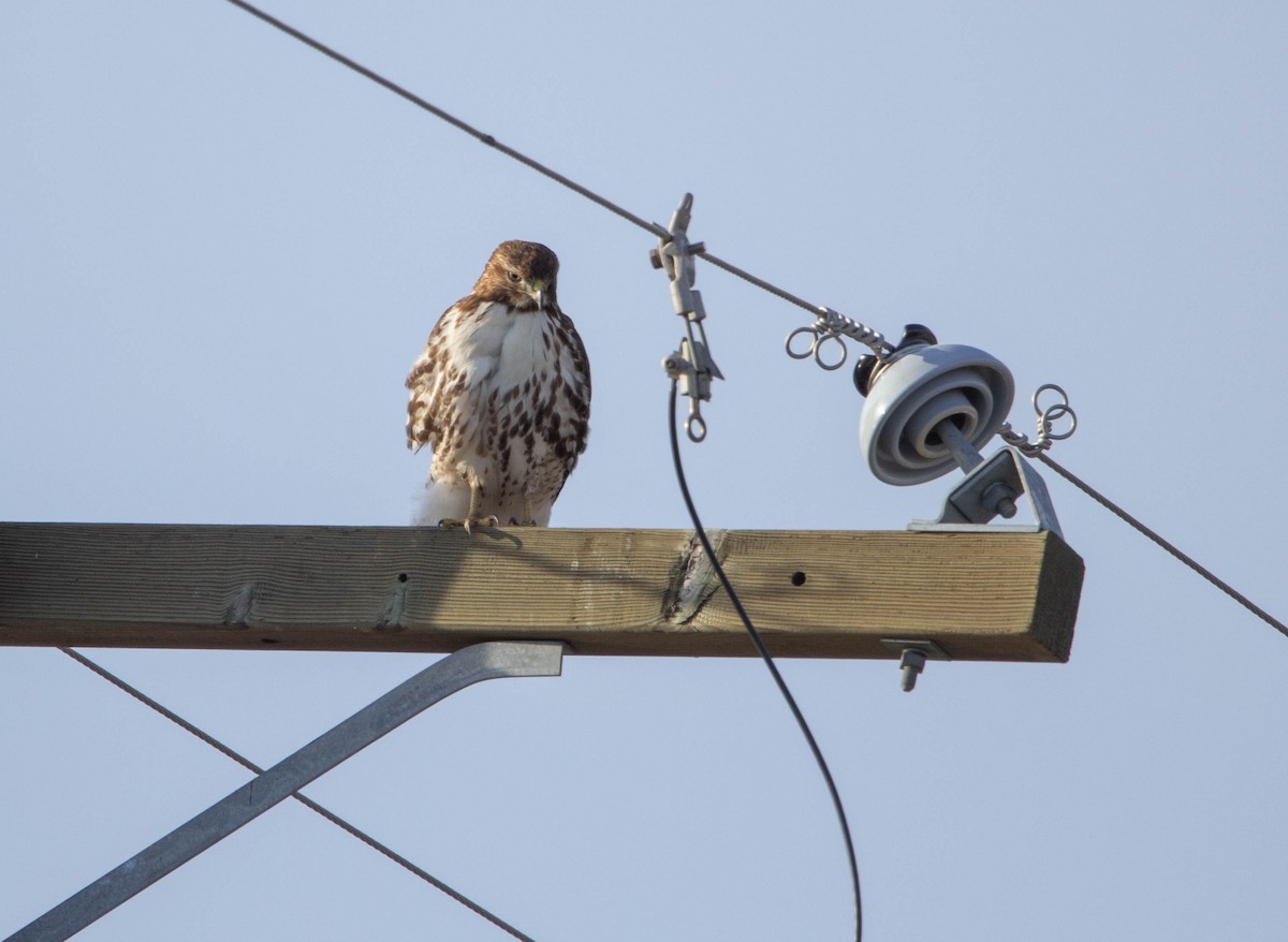 Red-tailed Hawk - ML614230631