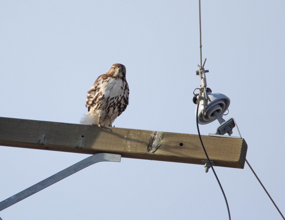 Red-tailed Hawk - ML614230706