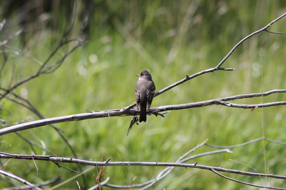 Western Wood-Pewee - Andrew Staufer