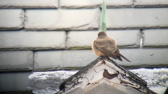 Say's Phoebe - ML614230786