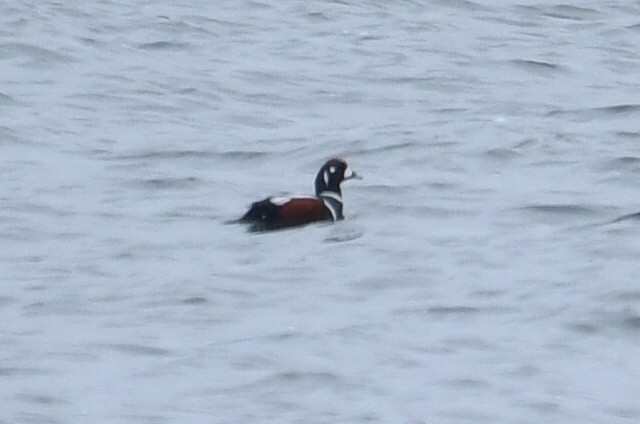 Harlequin Duck - ML614230798