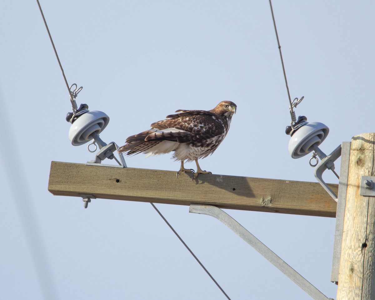 Red-tailed Hawk - ML614230852