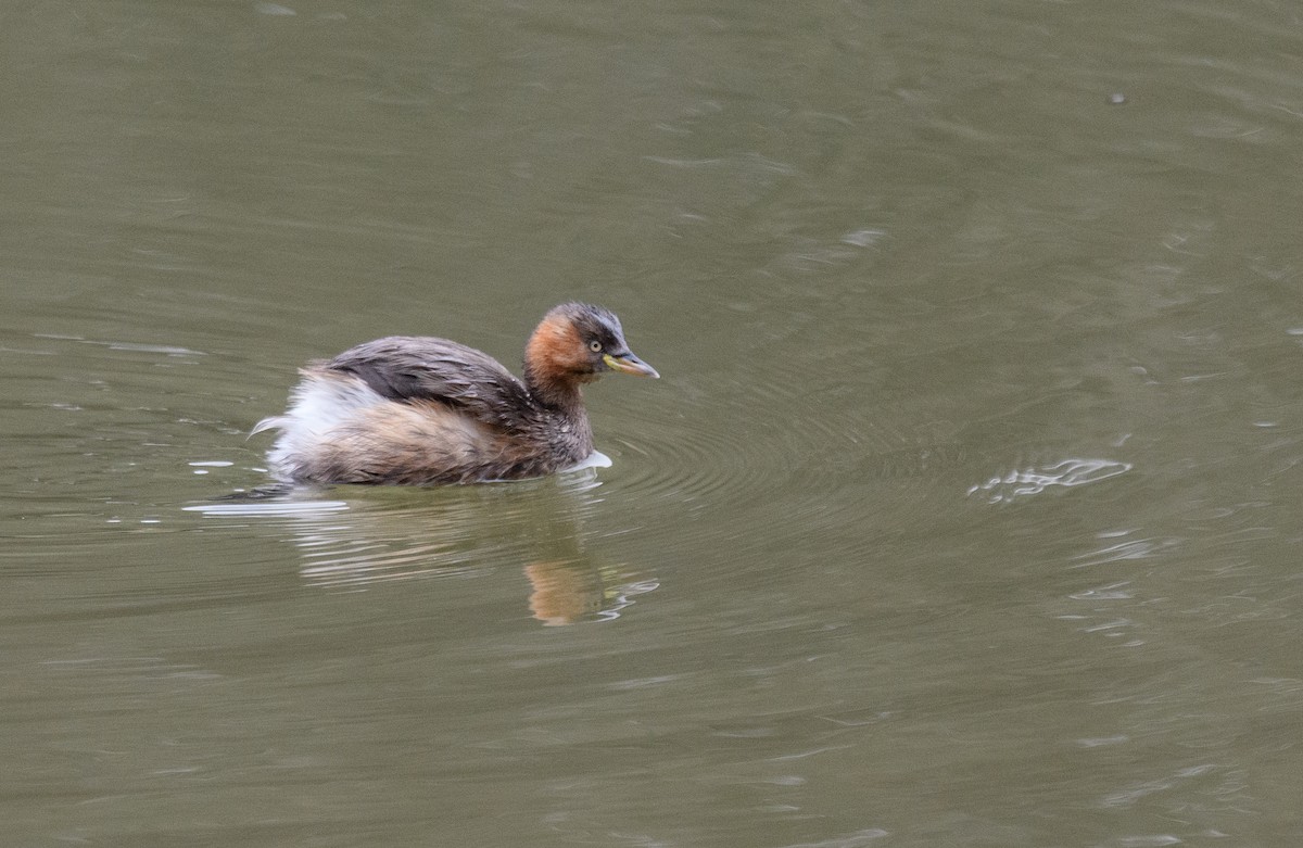 Little Grebe - ML614230904