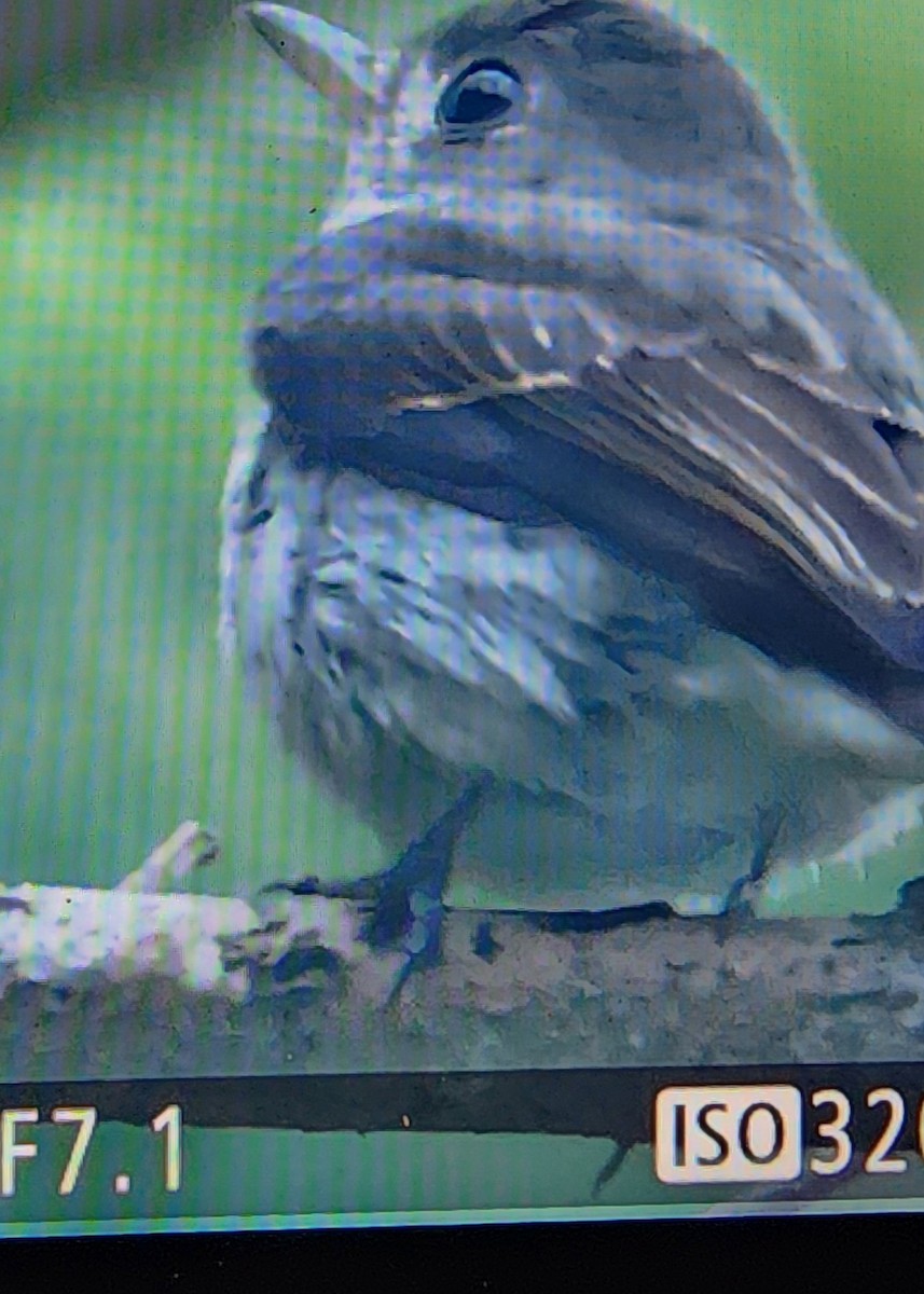 Ashy-breasted Flycatcher - ML614230954