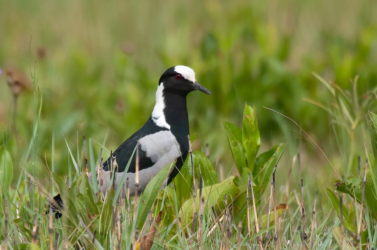 Blacksmith Lapwing - ML614230969