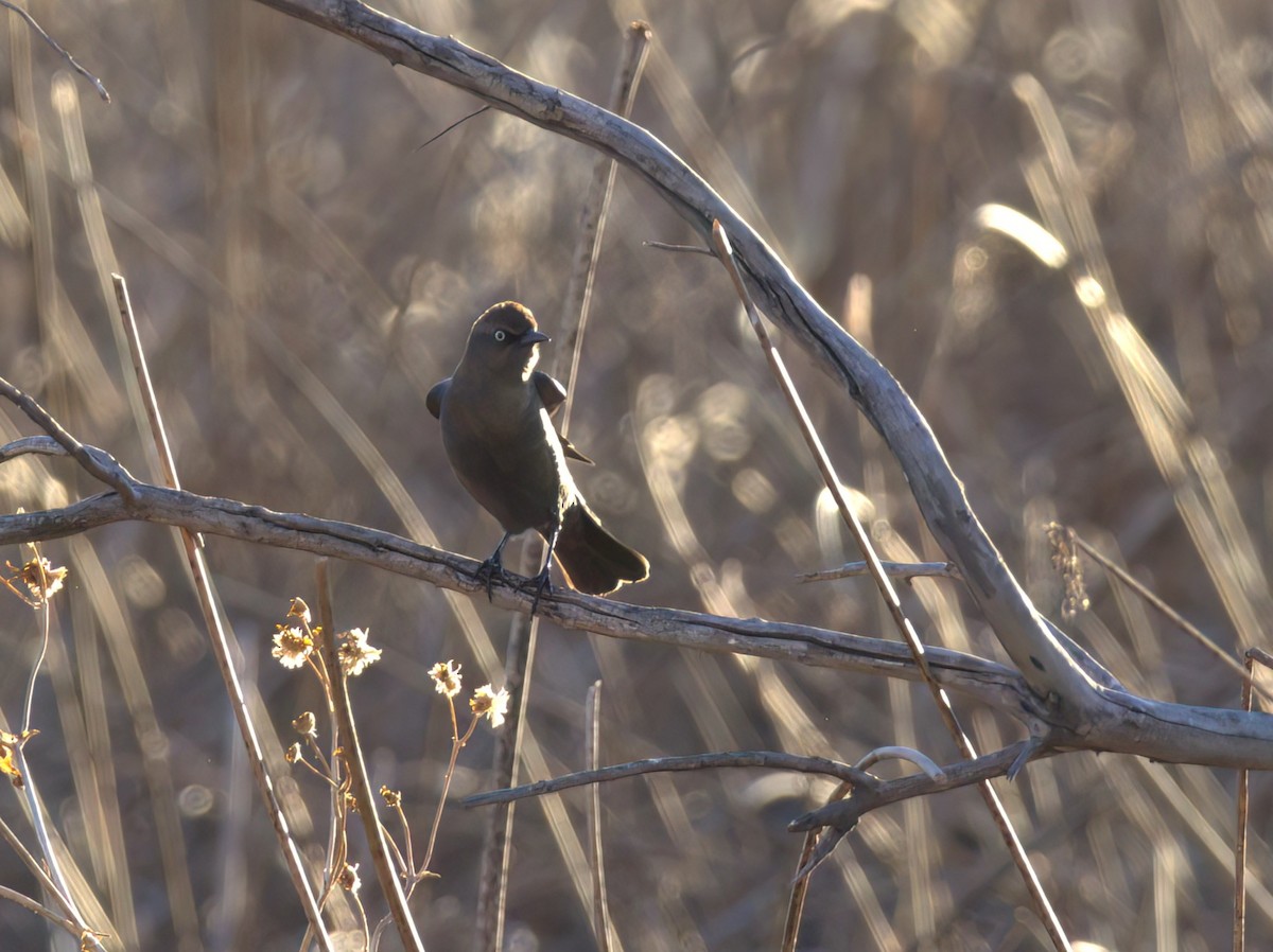 Rusty Blackbird - ML614230987