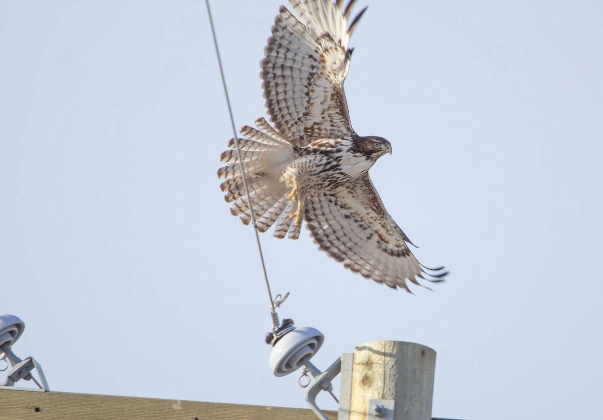 Red-tailed Hawk - ML614231008