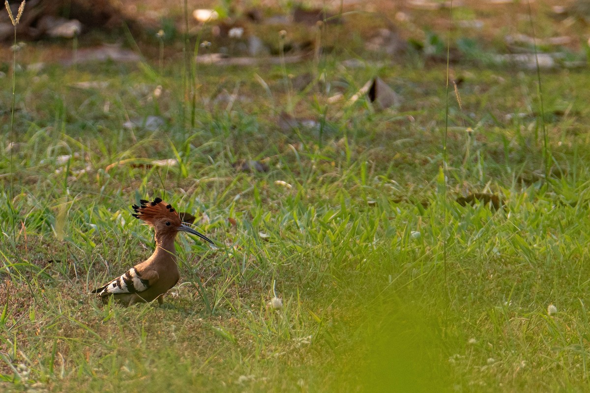 Eurasian Hoopoe - Michal Budzynski