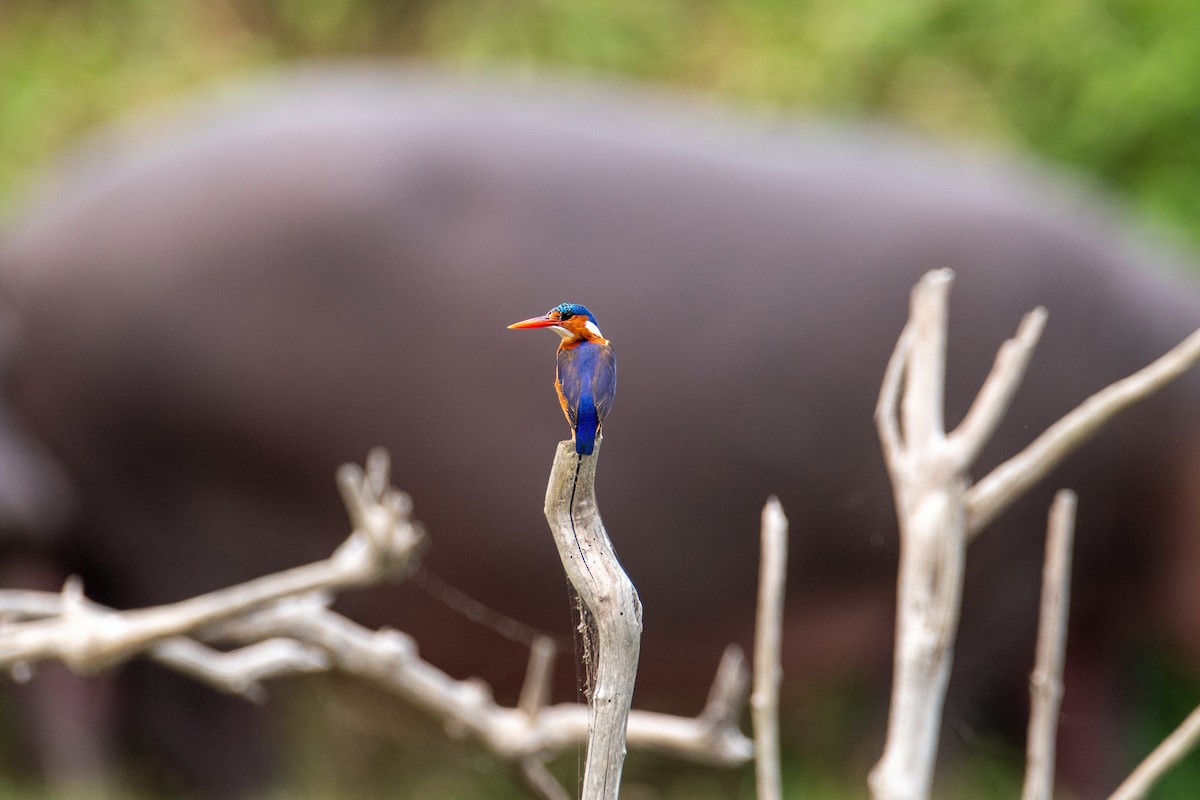 Malachite Kingfisher - ML614231026