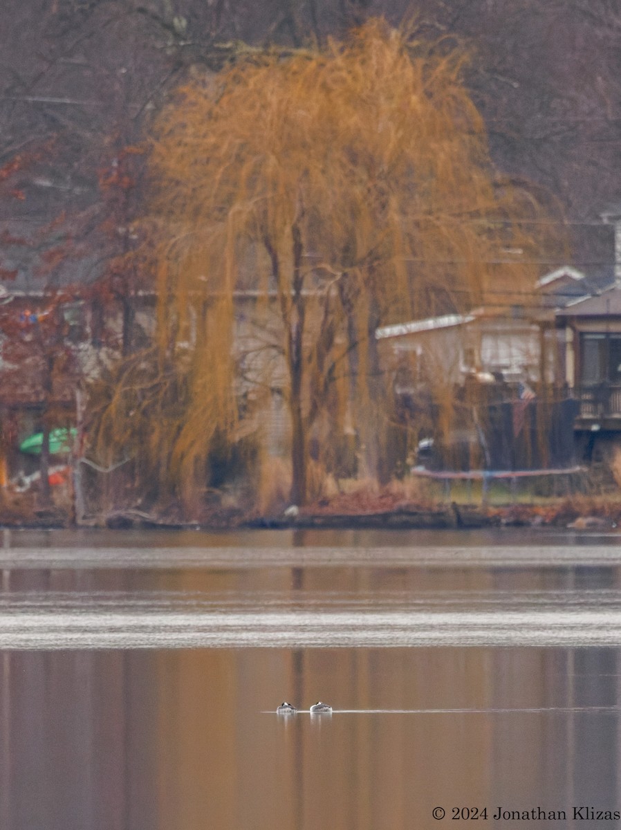 Horned Grebe - ML614231029