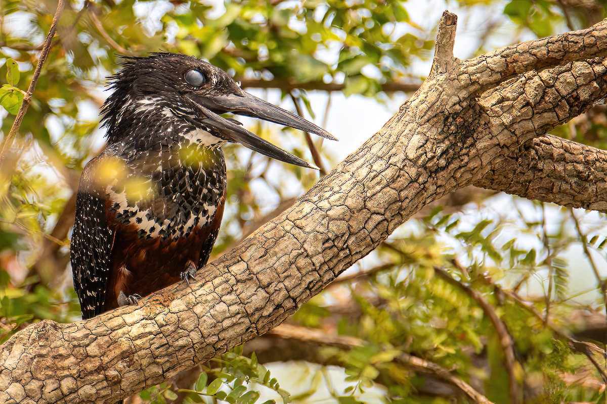 Giant Kingfisher - Michal Budzynski