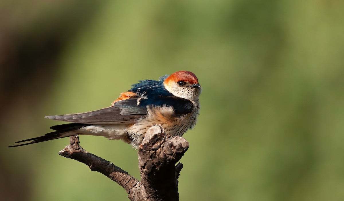 Greater Striped Swallow - Chris Jones