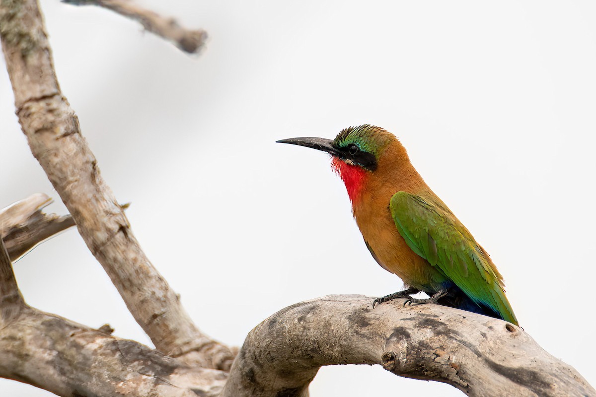 Red-throated Bee-eater - Michal Budzynski