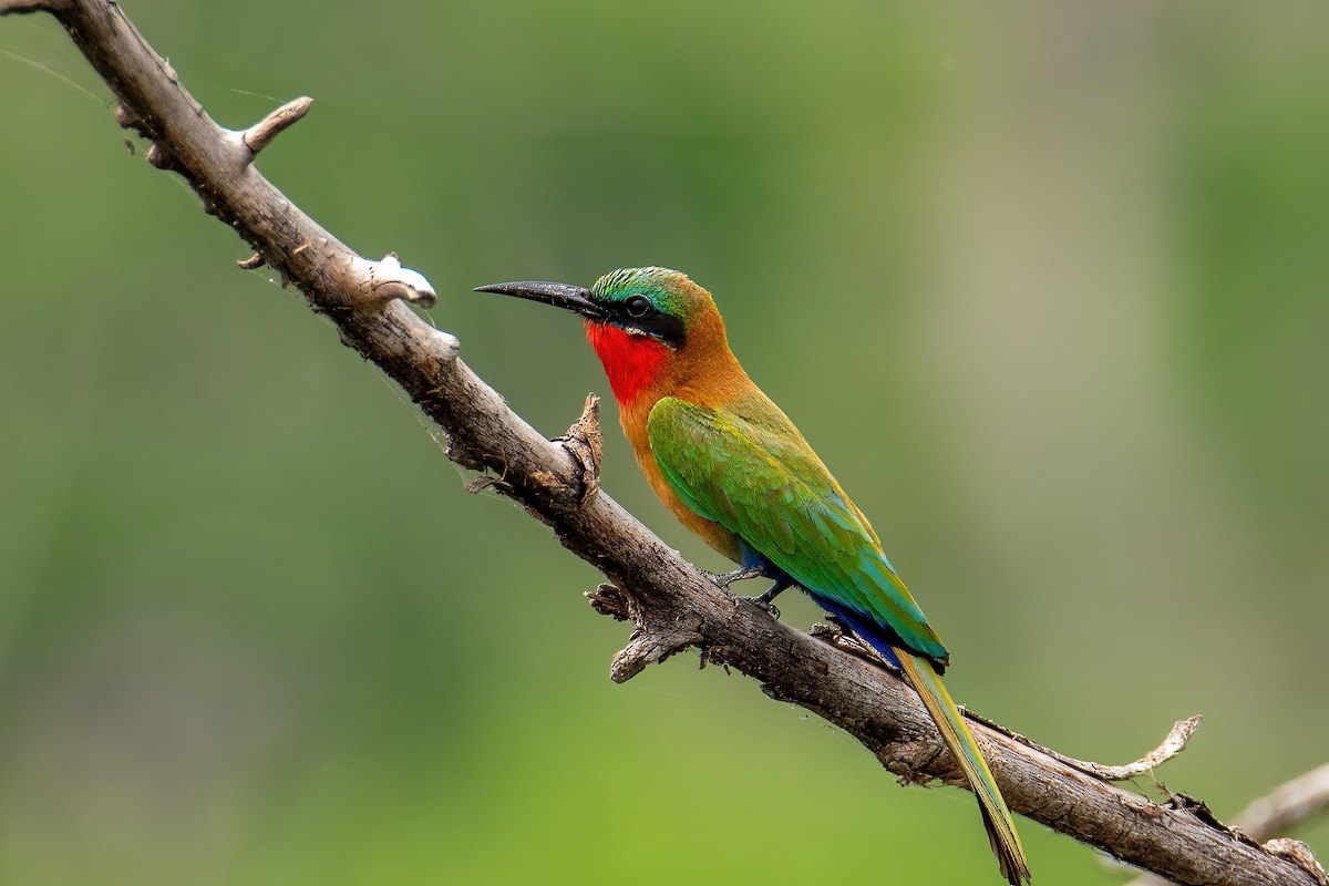 Red-throated Bee-eater - Michal Budzynski